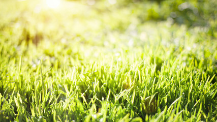 Spring nature background with green grass