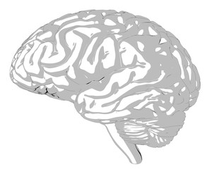 Human brain 3D render