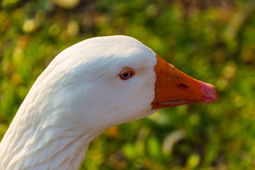 Portrait of goose 