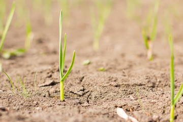 Agriculture. Growing plants. Young baby plants