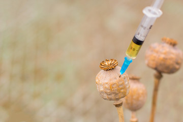 Drug opium poppy inside the syringe. Deadly drug addiction