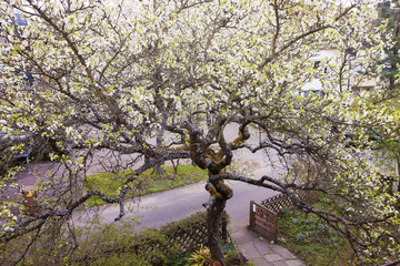 Beautiful old apple tree in springtime in the garden, with a multitude of white blossoms
