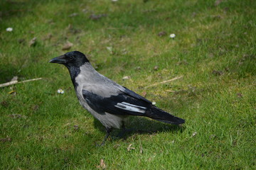 Krähe