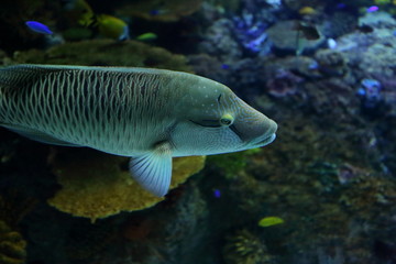 the colorful fish in aquarium