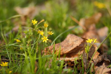 Bright spring flowers in the garden
