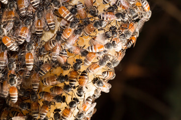 hardworking bees on honeycomb in forest,wild bee on honeycomb