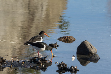 Two birds Eurasian Oystercatcher. Haematopus ostralegus, on a beach cathing clams in Aust-Agder, Norway