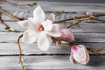 flowers magnolia on wood table. Magnolia stellata . Still life.