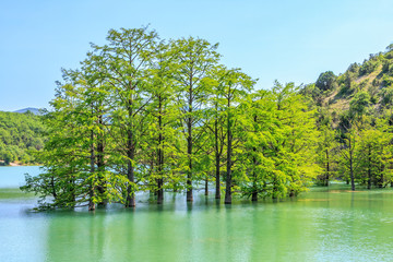 Beautiful tiny grove of bald cypress trees growing in lake water. Scenic summer blue sky landscape. Sukko, Anapa, Russia