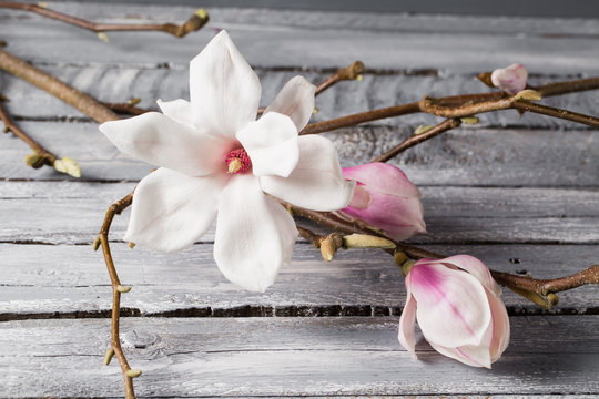 Fototapeta flowers magnolia on wood table. Magnolia stellata . Still life.
