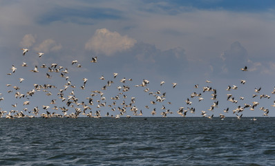 Flock of migratory birds