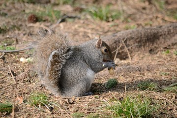 Scoiattolo grigio che mangia nel bosco