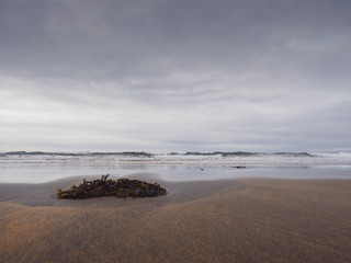 Fototapeta na wymiar Sea-weed on a sandy beach.
