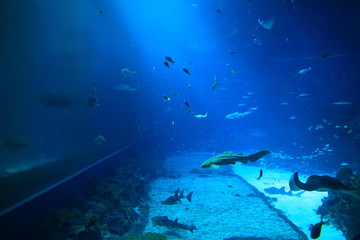 Fototapeta na wymiar marine life in salt water aquarium
