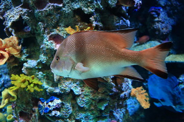 Naklejka na ściany i meble the colorful fish in aquarium