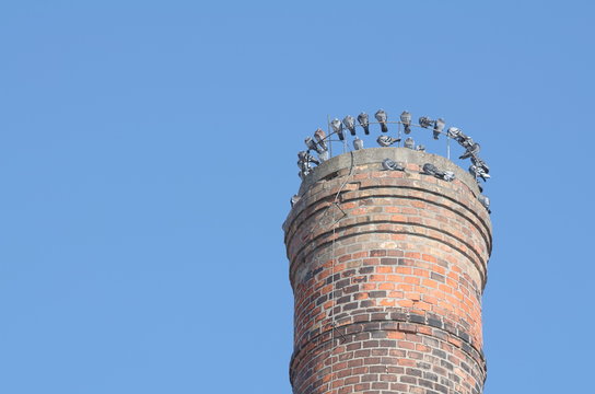 Pigeons on Chimney Top