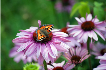 Schmetterling auf Bl&uuml;te