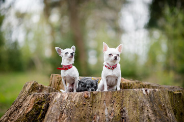 Three lovely and cute chihuahua puppies in collars with funny emotional faces sitting on decayed stump tree in the forest in summertime with colorful bokeh background behind