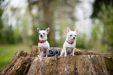 Three lovely and cute chihuahua puppies in collars with funny emotional faces sitting on decayed stump tree in the forest in summertime with colorful bokeh background behind