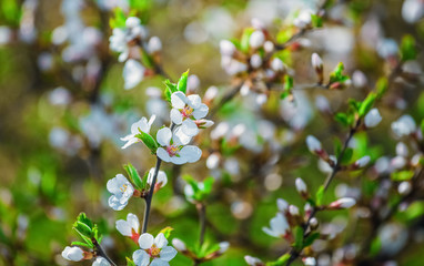 Flowering of fruit tree in early spring on a sunny day.