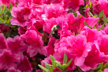 Blooming Pink Azalea with Bumblebee