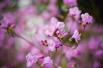 Цветение кустарника Рододендрон Ледебура