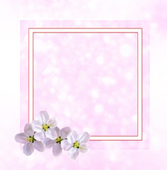 Blossoming branch apple. Bright colorful spring flowers