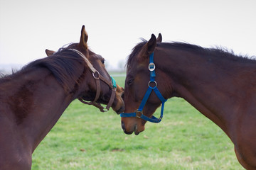 Two young horse fighting, aggressive horse biting another in the head, playing thoroughbreds in the paddock 