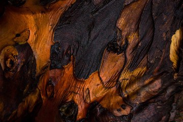 Close up on light and dark colored tree bark structure