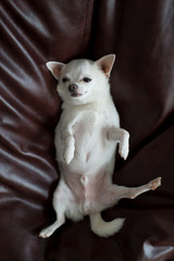 Lovely and cute chihuahua male dog with funny emotional face laying on back on brown leather sofa and looking at camera