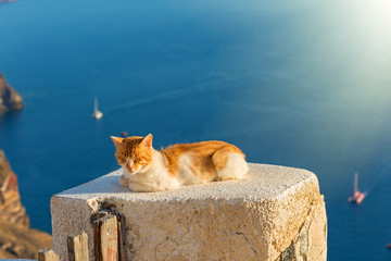 Orange cat basks in the sun