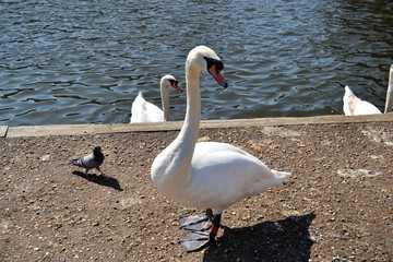 swan
