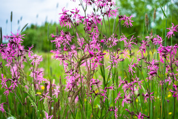 Fototapeta premium Lychnis flos-cuculi. Firletka poszarpana na łące