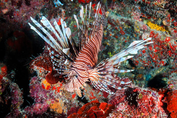 Naklejka na ściany i meble Invasive Lionfish on a tropical Caribbean coral reef