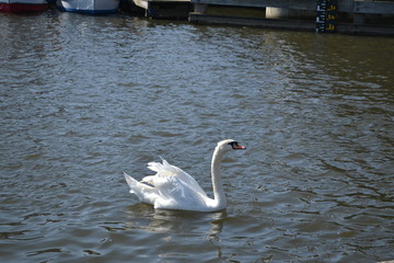 swan on the river 