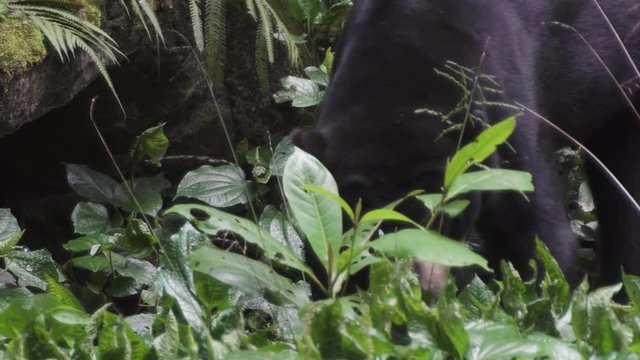 Biruang - Malayan sun bear in a tropical jungle