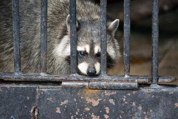 Caged raccoon