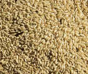 Uncooked rice Texture