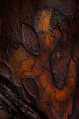 Close up on light and dark colored tree bark structure