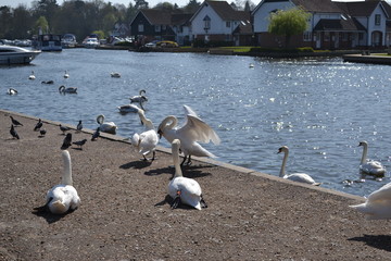 swans by river 