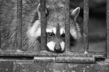 Caged raccoonm