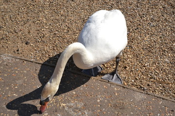 swan
