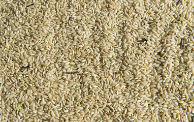 Uncooked rice Texture