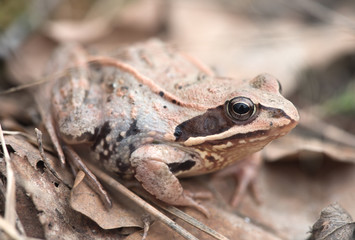 pink frog after hibernation