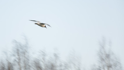 The flight of seagulls
