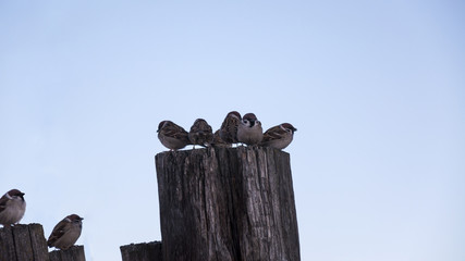 Sparrows on the fence