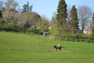 donkeys in a field 