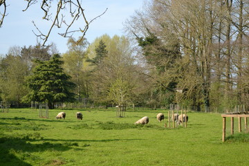 sheep in a field