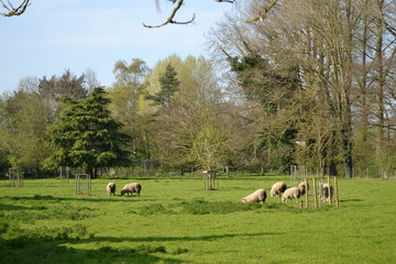 sheep in a field 