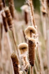 common reed going to seed by a pond in Cumbria